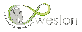Chris Weston logo - WordPress investment website client