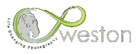 Chris Weston logo - WordPress investment website client Chris Weston logo - WordPress investment website client